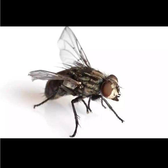 BUG ZAPPER INSECT PEST ZAP RACKET ELECTRIC SHOCK SAFE INSTANT- blue - Picture 8 of 9